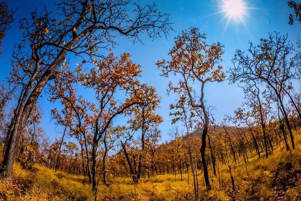 Màu rừng đặc trưng vào mùa khô của rừng quốc gia Yok Don – Ảnh: Hữu Thành