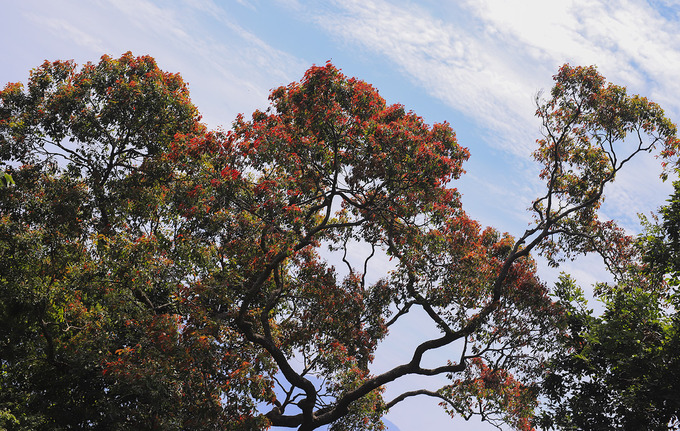 Lộc non của một cây cổ thu nhìn từ xa như những bông hoa màu đỏ.  Bán đảo Sơn Trà (phường Thọ Quang, quận Sơn Trà) nằm cách trung tâm thành phố Đà Nẵng khoảng 10 km về phía đông bắc. Nơi đây có diện tích hơn 4.400 ha, dài 13 km với chu vi khoảng 60 km, độ cao trung bình 350 m, cao nhất là đỉnh Ốc gần 700 m.