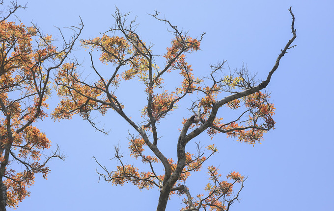 Với ba mặt giáp biển, mặt còn lại giáp đô thị, Sơn Trà là tổng hòa của hệ sinh thái rừng tự nhiên gắn liền biển duy nhất ở Việt Nam. Men theo những cung đường lên Sơn Trà mùa này, rất dễ dàng được nhìn ngắm những cây trổ lộc non.