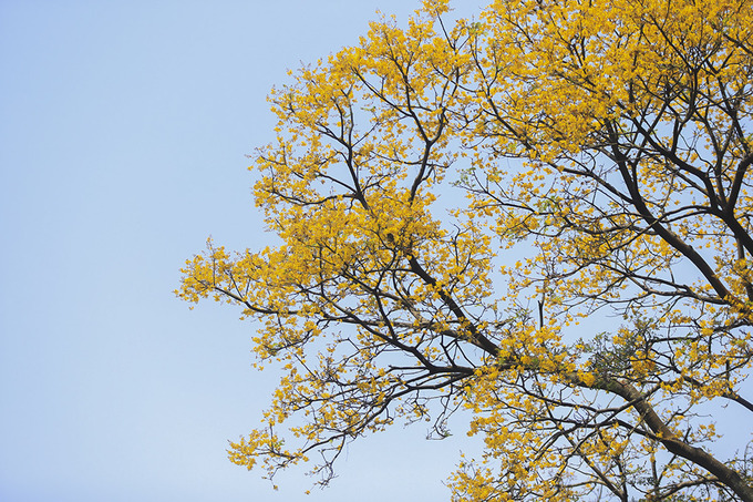 Một cây lim xẹt nở hoa vàng rực một góc bán đảo Sơn Trà. Những cây lim xẹt cao trên 10 mét tập trung ở khu vực gần mũi Tiên Sa. Men theo con đường bê tông từ đường Yết Kiêu (đoạn gần cảng Tiên Sa) vào chừng 2 km là bắt gặp quần thể lim xẹt.