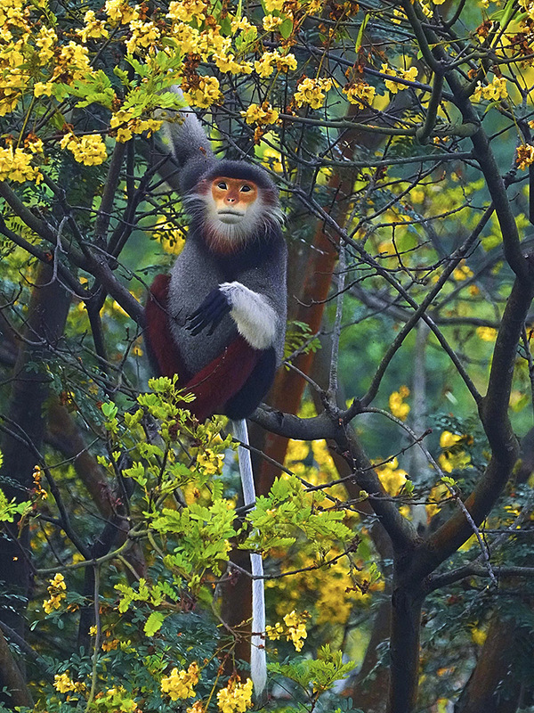 Voọc chà vá chân nâu tìm lộc non làm thức ăn trên cây lim xẹt. Theo Tổ chức Bảo tồn thiên nhiên quốc tế (IUCN), voọc chân nâu đang đối diện với nguy cơ tuyệt chủng cao, đứng thứ hai trong danh lục đỏ của IUCN về các loài bị đe dọa. Ảnh: Lê Phước Chín.