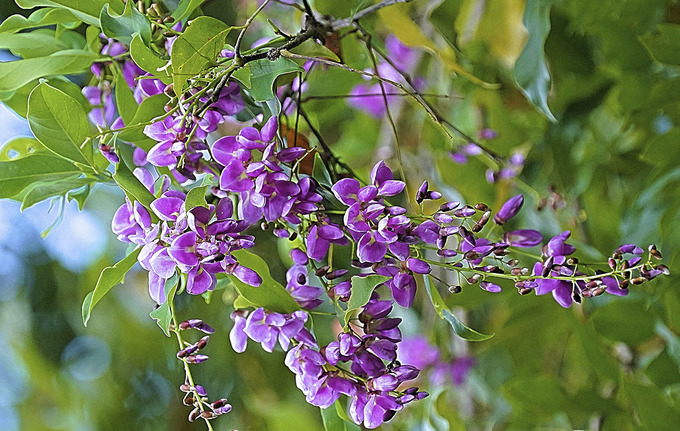 Hoa thàn mát khoe sắc trên Sơn Trà. Vào mùa cây ra hoa, voọc chà vá chân nâu cũng thường lui đến kiếm thức ăn. Ảnh: Lê Phước Chín.