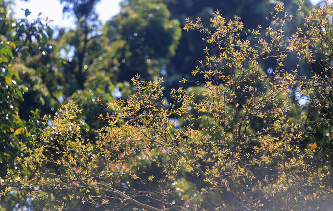 Sau khoảng mươi ngày, những cành lộc non sẽ chuyển thành màu xanh ngắt, trước khi hòa vào màu của rừng già. Cả vùng Đà Nẵng kéo dài đến Hội An (Quảng Nam) chỉ có bán đảo Sơn Trà được coi là nơi đa dạng sinh học. Đây là túi chứa nước ngọt cung cấp cho thành phố và hệ nước ngầm toàn bộ Đà Nẵng.