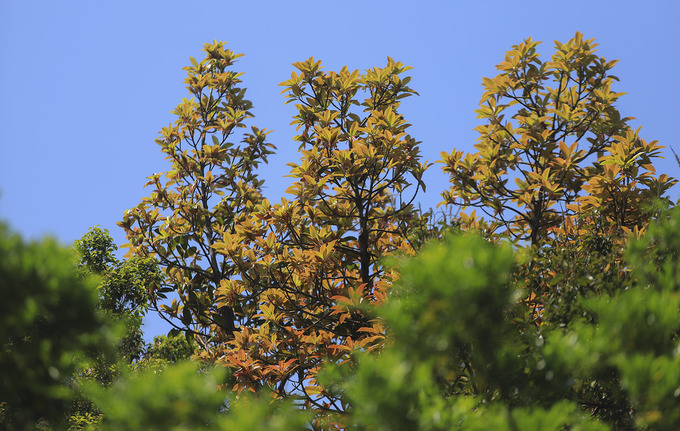Lộc non rừng Sơn Trà dưới ánh ban mai.  Sơn Trà xa xưa là đảo nổi với ba ngọn núi. Dòng nước biển chảy ven bờ đã mang lại phù sa và bồi đắp ba ngọn núi thành doi đất chạy từ đất liền ra đảo, hình thành bán đảo.  Bán đảo là hệ sinh thái khép kín với 4 kiểu rừng phân theo độ cao từ trên xuống dưới. Ở trên là rừng mưa ẩm nhiệt đới, lưng chừng là rừng nửa khô hạn rồi đến rừng còi và đới thực vật ven biển.