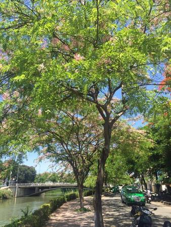 “Tuy không phải là lần đầu tiên mình đến Huế, nhưng cảm giác xê dịch đến một vùng đất khác nơi mình đang ở rất thú vị, khung cảnh thơ mộng và hiền hòa như nhiều người vẫn nói về Huế luôn làm mình thích thú”, Tuấn Anh chia sẻ. Trong hình là một góc đường ở trung tâm thành phố, bình yên với những hàng cây nở hoa.