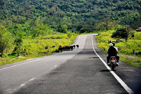 Vi vu trên một chiếc xe máy là cách lý tưởng nhất để trải nghiệm vẻ đẹp nơi đây. Ảnh: Tracy Truong/flickr.com