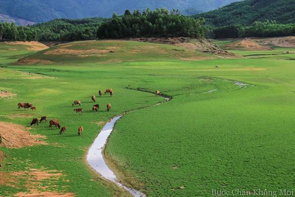 Đàn bò tranh thủ gặm cỏ trên đường về khi chiều buông.
