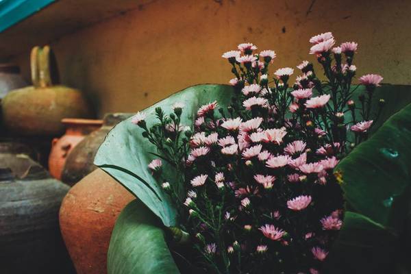 Ảnh: FB Deja Vu Homestay