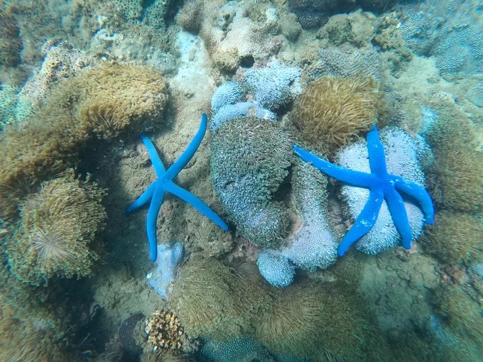 Trong làn nước xanh mát, du khách có thể lặn ngắm những rạn san hô nhiều màu sắc ở độ sâu 2 - 7 m. Hòn Chảo là môi trường sống của hơn 140 loài san hô, 135 loài rong biển và khoảng 160 loài cá.