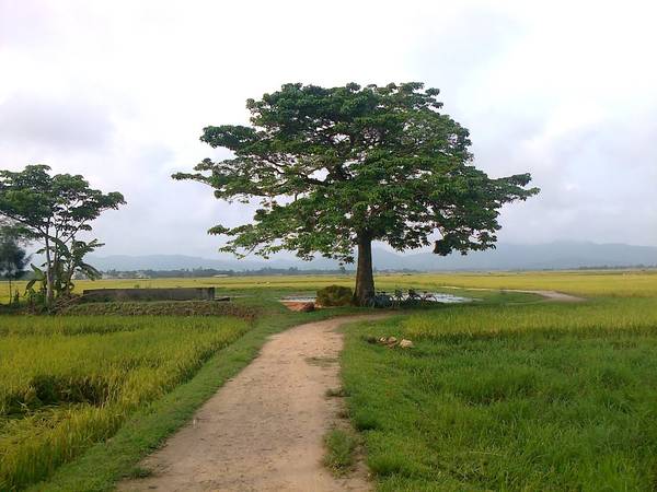 Làng quê thân thương ở Hà Tĩnh.