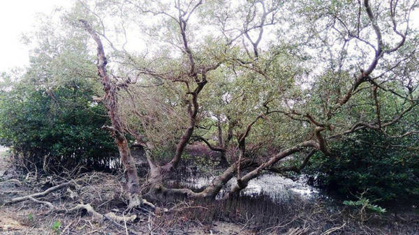 Nhiều cây mắm cổ thụ có hình thù độc đáo - Ảnh: LÊ TRUNG