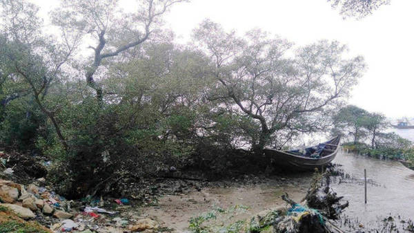 Nhiều cây mắm có đường kính 30-50 cm có tuổi đời hàng trăm năm - Ảnh: LÊ TRUNG