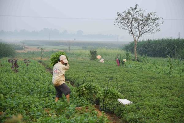 Một góc cánh đồng rau màu của thôn Cẩm Đồng