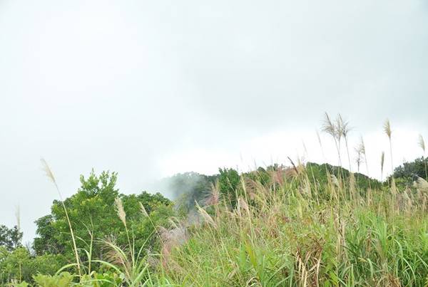 Con đường từ quốc lộ 1A dẫn vào Vườn quốc gia Bạch Mã được bao phủ bởi rừng cây xanh mát dọc suốt 2 lối đi. Không khí trở nên trong lành, mát và dịu khác hẳn với thời tiết oi nồng khi đi trên quốc lộ lớn. Dừng chân ở dưới chân núi, bạn sẽ được các nhân viên ở đây hướng dẫn tận tình.