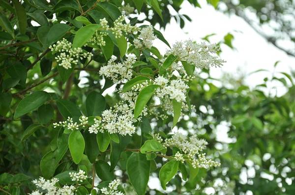 Từ chân núi lên đỉnh Bạch Mã có chiều dài 16km. Đoạn đường dù không quá dài nhưng khi trải nghiệm cảm giác này sẽ mang đến cho bạn những cảm xúc khó tả. Cung đường gần như dốc đứng, quanh co theo sườn núi. Từ cung đường bên này bạn có thể nhìn sang dãy núi bên kia thấy con đường nằm vắt vẻo tựa như con chăn khổng lồ. Trong khi đó nhìn xuống bên dưới là dòng nước uốn lượn quanh những ngọn núi. Mây thấp thoáng che phủ khiến bạn không ngớt trầm trồ thán phục khi tất cả đều được thu gọn vào trong tầm mắt. Thông thường quãng đường 16km sẽ mất từ 45 phút đến 1 tiếng di chuyển để lên đến đỉnh Bạch Mã.