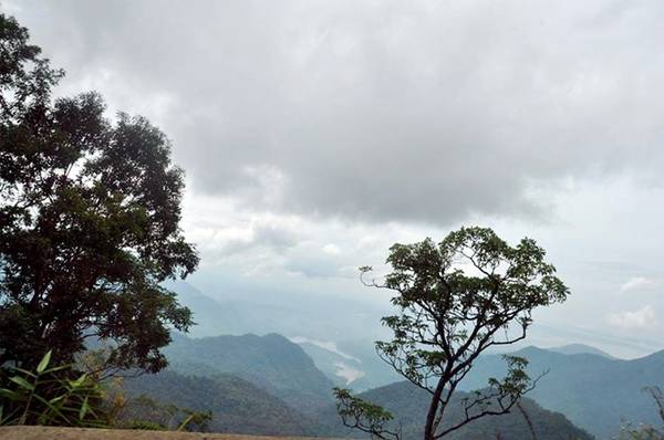 Trên đỉnh Bạch Mã nếu đi vào khoảng tháng 3 bạn sẽ được ngắm hoa đỗ quyên nở rộ. Trong khi đó, thời điểm tháng 9 một vài loài hoa trắng nơi đây sẽ khiến bạn xao xuyến. Những vạt cỏ lau phất phơ giữa mây ngàn tạo nên cảm giác lãng đãng.