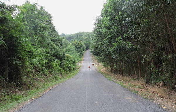 Cung đường xanh núi rừng - đoạn đầu 14G - nơi mở lối một cuộc hành trình khám phá thi vị - Ảnh: THANH LY