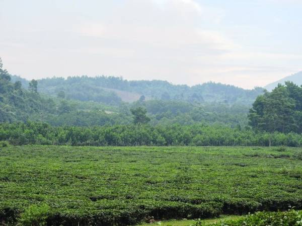 Bức tranh xanh bạt ngàn của những đồi chè bên cung đường 14G trải ngút ngàn trong tầm mắt - Ảnh: THANH LY ​Lãng du trên cung đường 14G