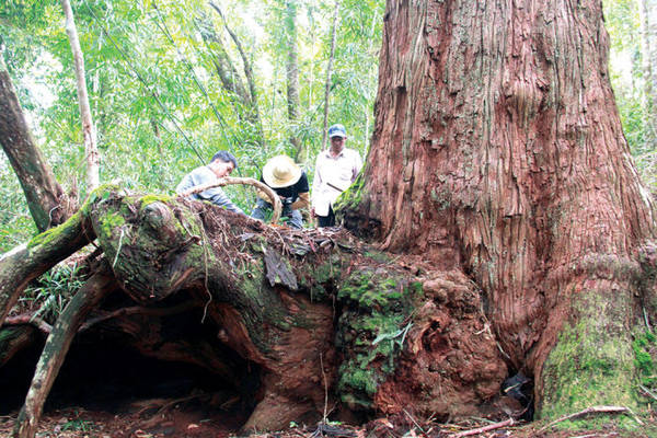 lang-thang-giua-vuong-quoc-pomu-ivivu-1-1