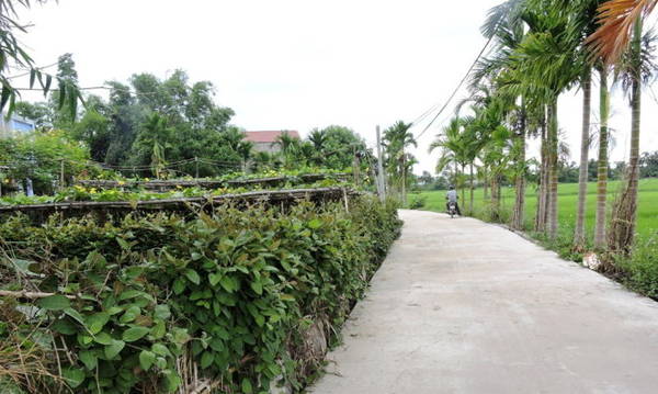 mo-xanh-tren-lang-co-phong-nam-ivivu-1-1