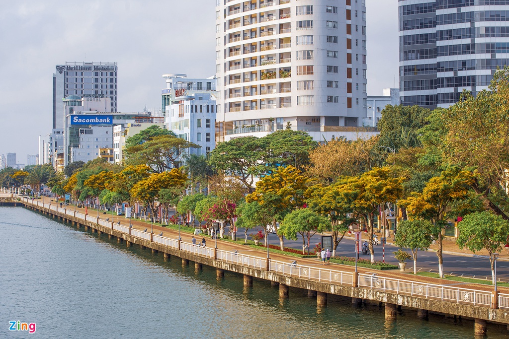 Những ngày tháng 4, thành phố Đà Nẵng như khoác trên mình một lớp áo mới. Đó là khi hàng hoa sưa vàng nở rực rỡ trên các con phố.