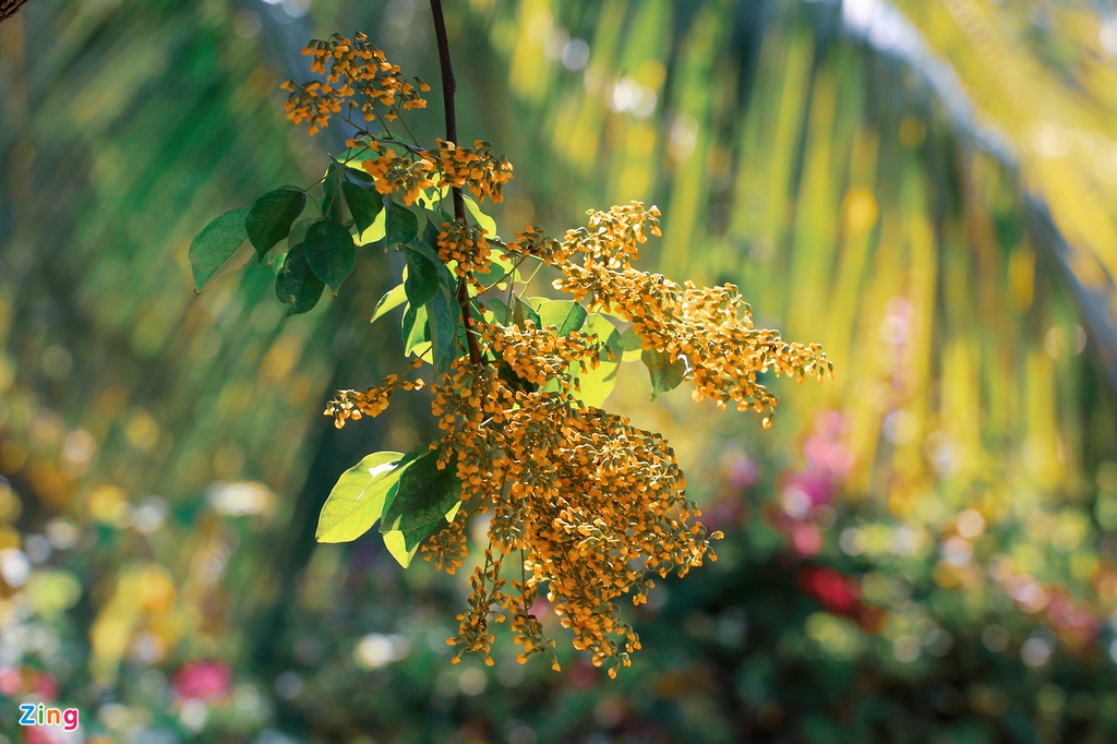 Loài hoa nở 2-3 lần trong tháng, mỗi đợt kéo dài khoảng 2 tuần. Hoa nở nhanh nhưng cũng chóng tàn, chỉ cần một cơn gió lướt qua, những cảnh hoa mỏng manh sẽ rơi rụng tạo thành một lớp thảm vàng trên hè phố.