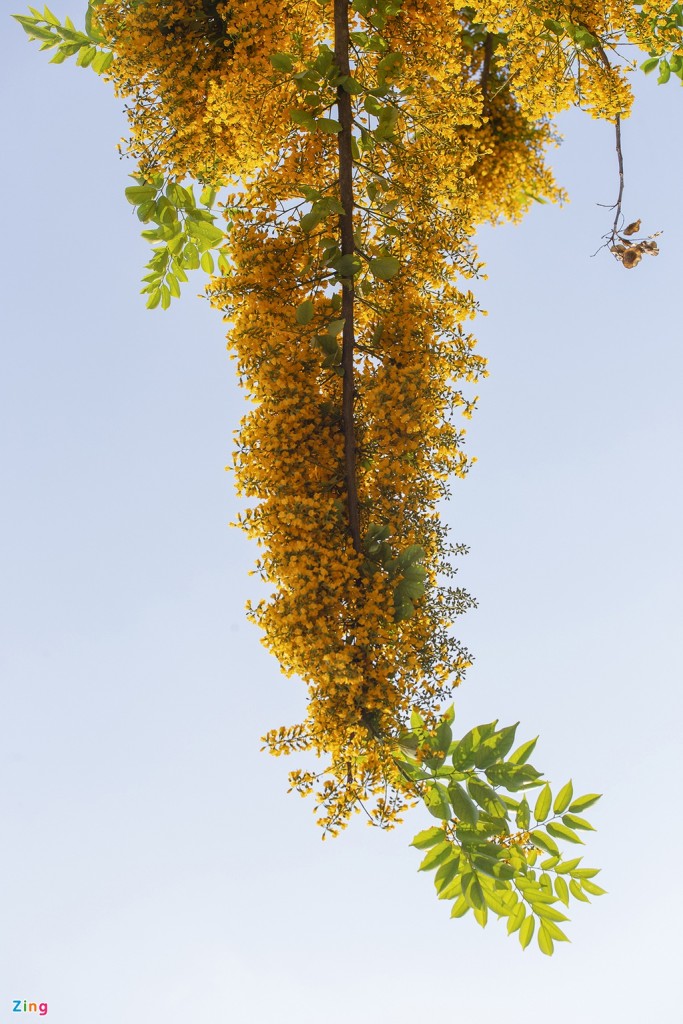 Hoa sưa có cụm hoa hình chùy ở kẽ lá, phủ lông màu nâu, dài 5-9 cm. Hoa có màu vàng nghệ với cuống dài, mùi thơm nhẹ, thanh khiết.