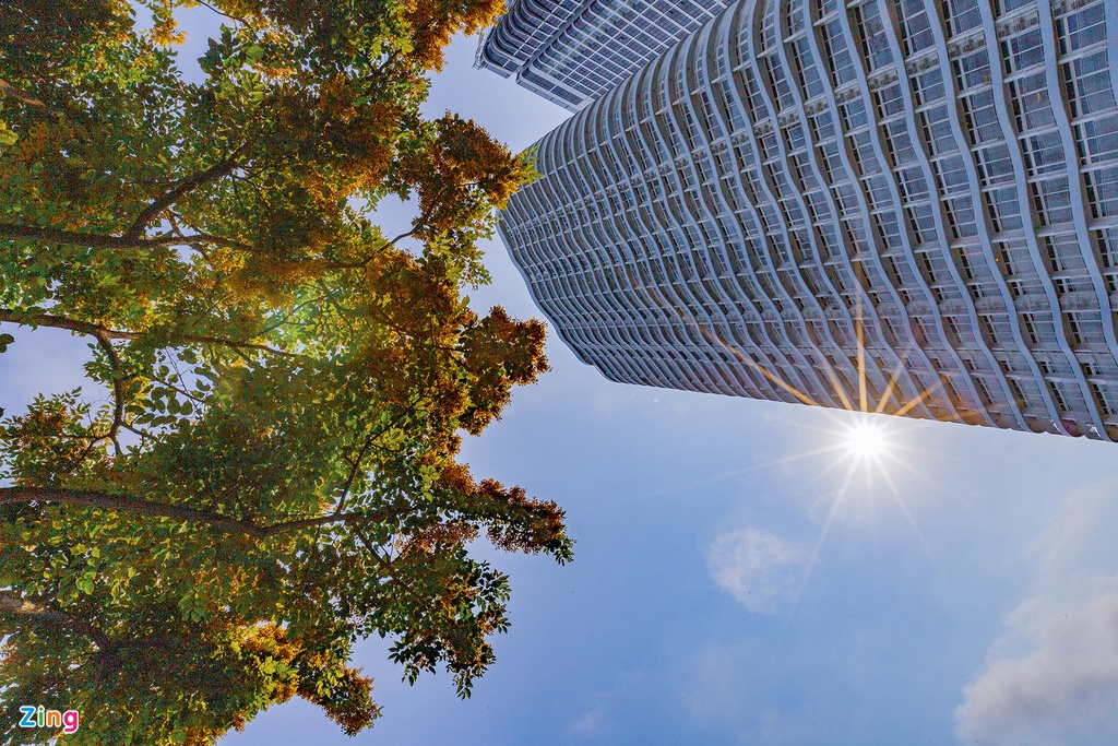 Những cây hoa sưa vàng trở thành điểm nhấn cho những dãy nhà cao tầng, đồng thời còn tạo bóng mát cho những ngày hè cận kề. Mua hoa sua ruc vang o Da Nang hinh anh 7 hoa_sua_zing9.jpgMua hoa sua ruc vang o Da Nang hinh anh 8 hoa_sua_zing10.jpg Hoa nở trên nhiều con phố, trở thành hình ảnh quen thuộc đối với người dân và du khách khi đặt chân đến mảnh đất đáng sống nhất Việt Nam này.