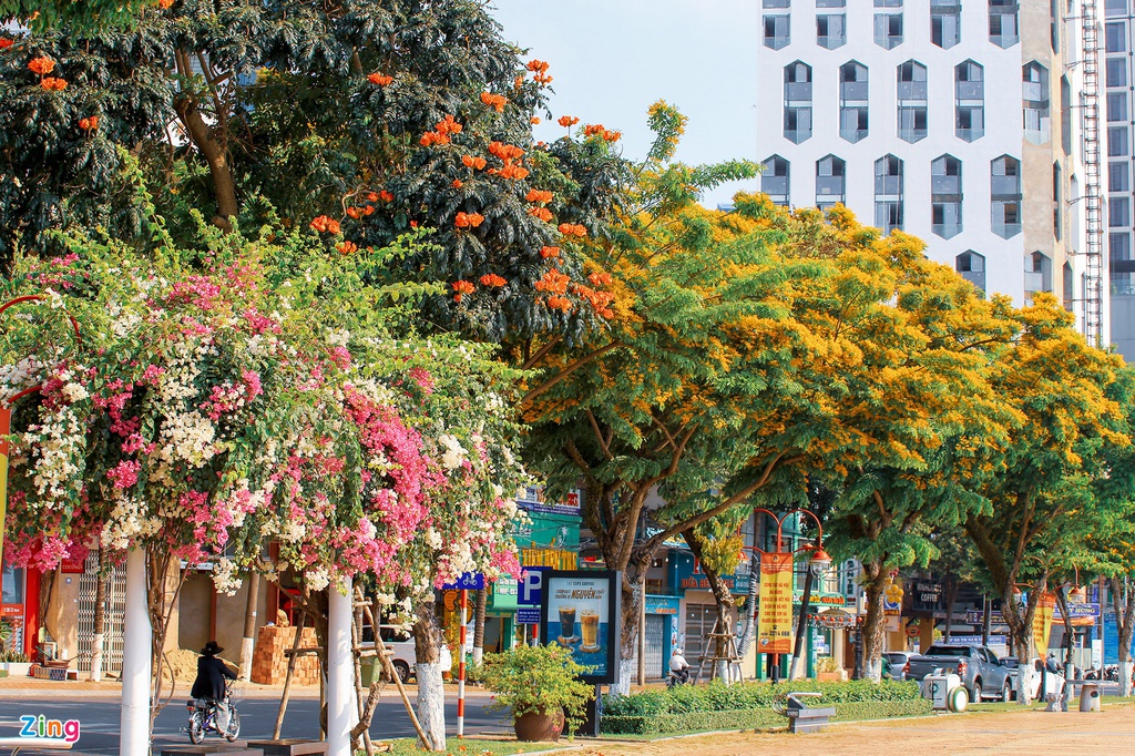 Hoa nở trên nhiều con phố, trở thành hình ảnh quen thuộc đối với người dân và du khách khi đặt chân đến mảnh đất đáng sống nhất Việt Nam này.