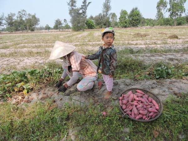 Em bé theo mẹ đi bới khoai trong mùa thu hoạch - Ảnh: T.Ly