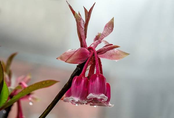 Không chỉ là biểu tượng của khu du lịch Bà Nà Hills, hoa đào chuông còn mang ý nghĩa may mắn, tài lộc, tượng trưng cho người quân tử và sự chân thành. Bởi lẽ đó, đến Bà Nà ngắm đào chuông còn được xem là cuộc hạnh ngộ đẹp đẽ trong ngày đầu xuân.