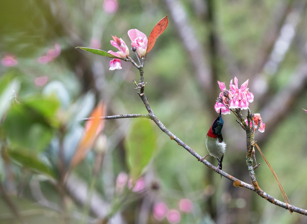 Hoa đào chuông Bà Nà nở từ tháng 1 đến tháng 3 hằng năm - Ảnh: ƯỚC PB