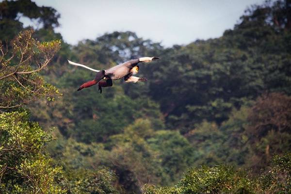 Tác phẩm Tự do giữa đại ngàn của tác giả Nguyễn Đăng Đệ đoạt giải Phong cảnh.