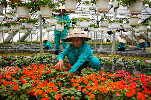 Từ chỗ chỉ có 10 giống hoa tự nhiên, đến nay Bà Nà Hills đã có hàng trăm loài hoa khoe sắc. Hàng ngày, trong vườn ươm rộng đến cả hecta, đội ngũ kỹ sư, công nhân cây cảnh vẫn bền bỉ ươm trồng các giống mới. Không chỉ là một Bà Nà bốn mùa hoa, trong tương lai, nơi đây hứa hẹn sẽ thành điểm đến cho các Festival hoa chuyên nghiệp, đẳng cấp, mang tầm quốc tế.