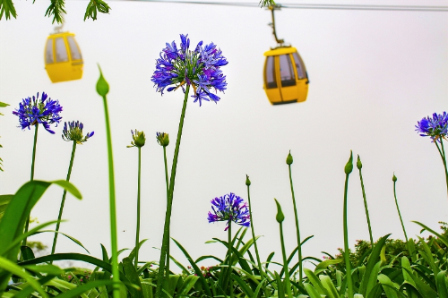 Giờ đây, loài hoa có xuất xứ từ vùng cực Nam châu Mỹ này là một trong ba giống được trồng nhiều nhất ở Bà Nà.