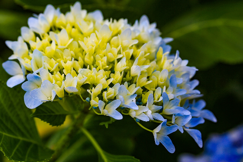 Cẩm tú cầu ở Bà Nà đổi màu rất ngoạn mục, khi thì non tơ với màu xanh lá mạ, khi sung mãn với màu xanh kem, lúc lại tím hồng thơ mộng...