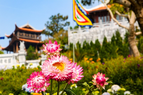 Hoa bất tử ở đây cũng khác biệt so với nhiều nơi khác. Vốn chỉ có màu vàng, nhưng ở Bà Nà, bất tử khoe sắc với đủ loại vàng, tím, hồng và trắng, mang đến sắc thái tươi tắn cho khu tâm linh của đỉnh núi thiêng này.