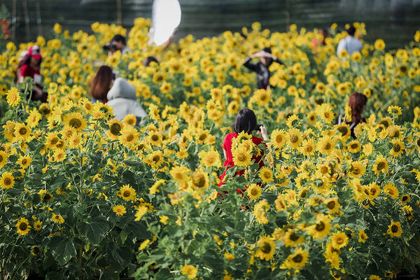 sau-da-lat-va-nghe-an-cuoi-cung-thi-gioi-tre-da-nang-cung-da-co-vuon-huong-duong-de-chup-hinh-ivivu-10