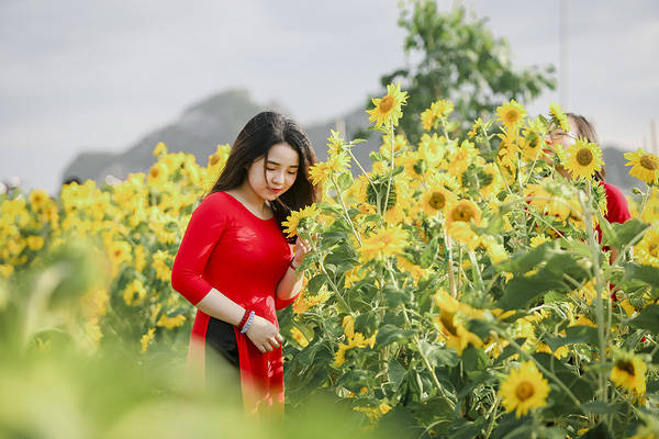 sau-da-lat-va-nghe-an-cuoi-cung-thi-gioi-tre-da-nang-cung-da-co-vuon-huong-duong-de-chup-hinh-ivivu-15