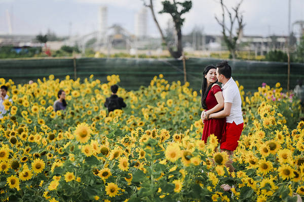 sau-da-lat-va-nghe-an-cuoi-cung-thi-gioi-tre-da-nang-cung-dNhiều cặp đôi cũng chọn vườn hoa hướng dương này để chụp hình kỷ niệm.