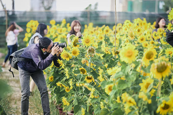 Không khó để bắt gặp các nhóm bạn rủ nhau tới đây chụp hình.