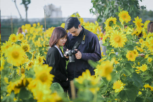 sau-da-lat-va-nghe-an-cuoi-cung-thi-gioi-tre-da-nang-cung-da-co-vuon-huong-duong-de-chup-hinh-ivivu-5