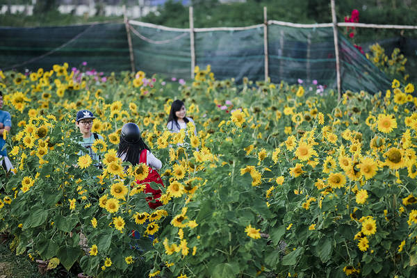 sau-da-lat-va-nghe-an-cuoi-cung-thi-gioi-tre-da-nang-cung-da-co-vuon-huong-duong-de-chup-hinh-ivivu-6