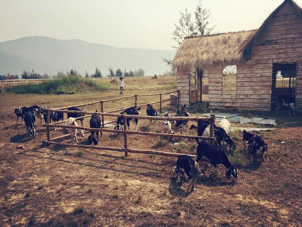 thuan-phuoc-field-da-nang-ivivu-7