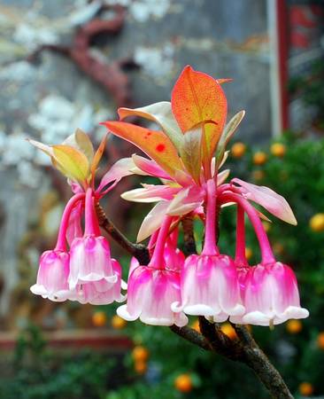 Hoa đào chuông trên đỉnh Bà Nà.