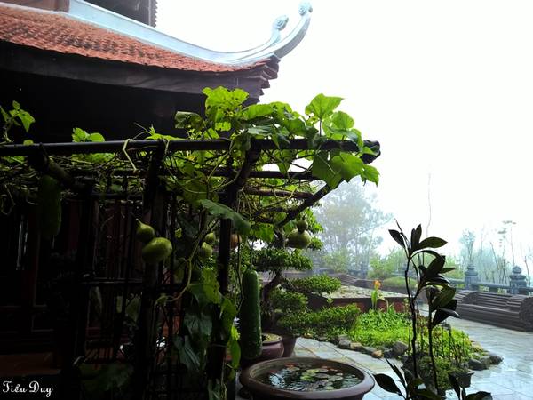 Khu vườn xanh mướt của Trú Vũ Trà Quán, xung quanh là mây mù bao phủ khắp nơi tạo nên một khung cảnh như chốn tiên bồng. Ảnh: Tiểu Duy